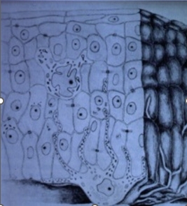 Epidermis with keratinocytes, a basal melanocyte and its dendritic processes